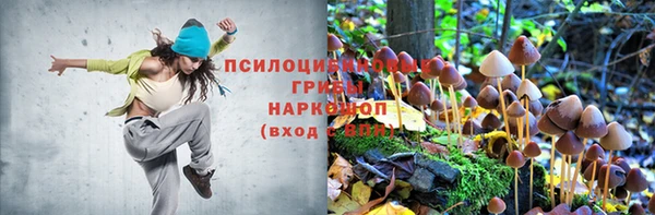 сатива Аркадак